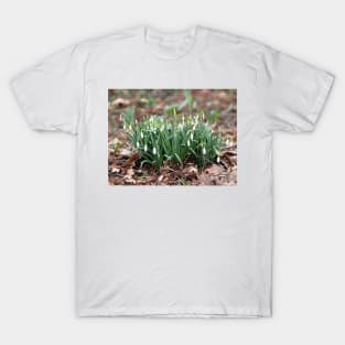 Delicate Snowdrop flower is one of the spring symbols telling us winter is leaving T-Shirt